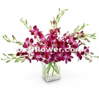 Violet Dendrobium Orchids Violet Dendrobium Orchids - by Dxb Flower