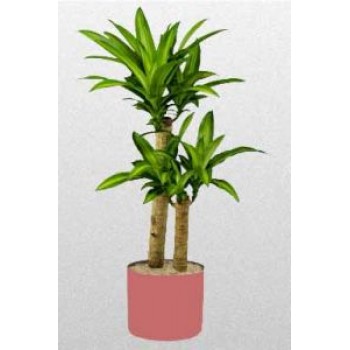 Potted Massangeana Plant Potted Massangeana Plant - by Dxb Flower