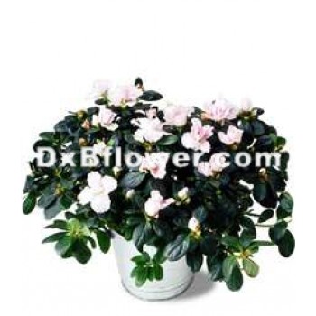 Azalea Plants Azalea Plants - by Dxb Flower