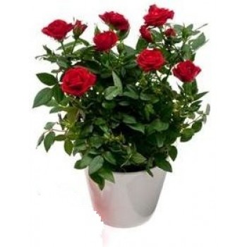 Rose Plant Rose Plant - by Dxb Flower