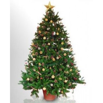 Christmas Tree - Natural - by Dxb Flower