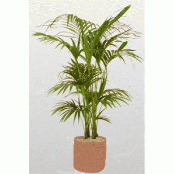 Kentia Plant Offer Price Kentia Plant Offer Price - by Dxb Flower