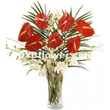 Red Anthorium and orchids Red Anthorium and orchids - by Dxb Flower