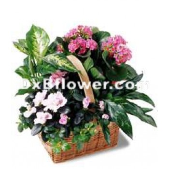 Pink Plant Assortment Pink Plant Assortment - by Dxb Flower