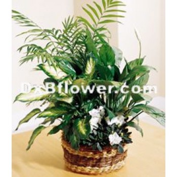 Overgrown Garden Plants Overgrown Garden Plants - by Dxb Flower