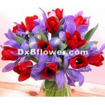 Blue Iris and ravishing red Tulips