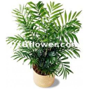 Poted Palm Plant Poted Palm Plant - by Dxb Flower