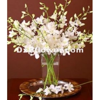 white dendrobium orchid white dendrobium orchid - by Dxb Flower