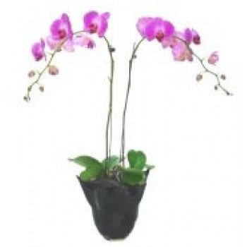 Orchid Plant Orchid Plant - by Dxb Flower