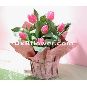 Tulips Small Bouquets - by Dxb Flower