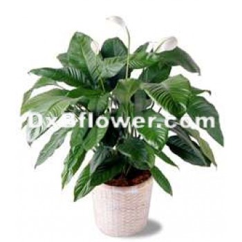 Spathiphyllum Plant Spathiphyllum Plant - by Dxb Flower