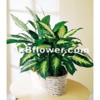 Spathiphyllum and dieffenbachia Plants Spathiphyllum and dieffenbachia Plants - by Dxb Flower