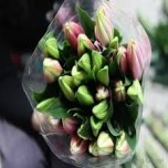 Lilly Wholesale