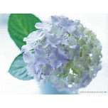 Hydrangea wholesale