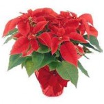 poinsettia